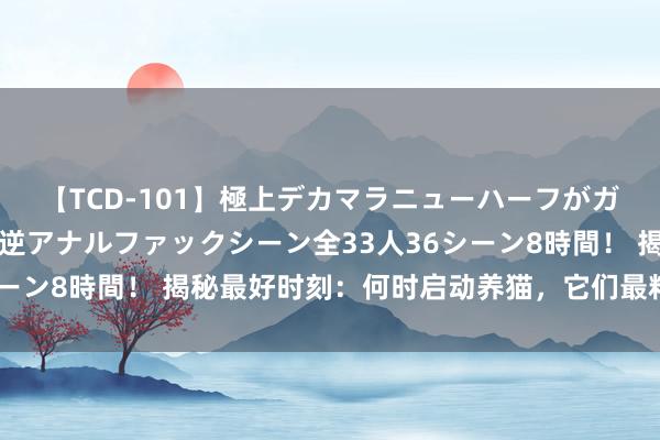 【TCD-101】極上デカマラニューハーフがガン掘り前立腺直撃快感逆アナルファックシーン全33人36シーン8時間！ 揭秘最好时刻：何时启动养猫，它们最粘东谈主？